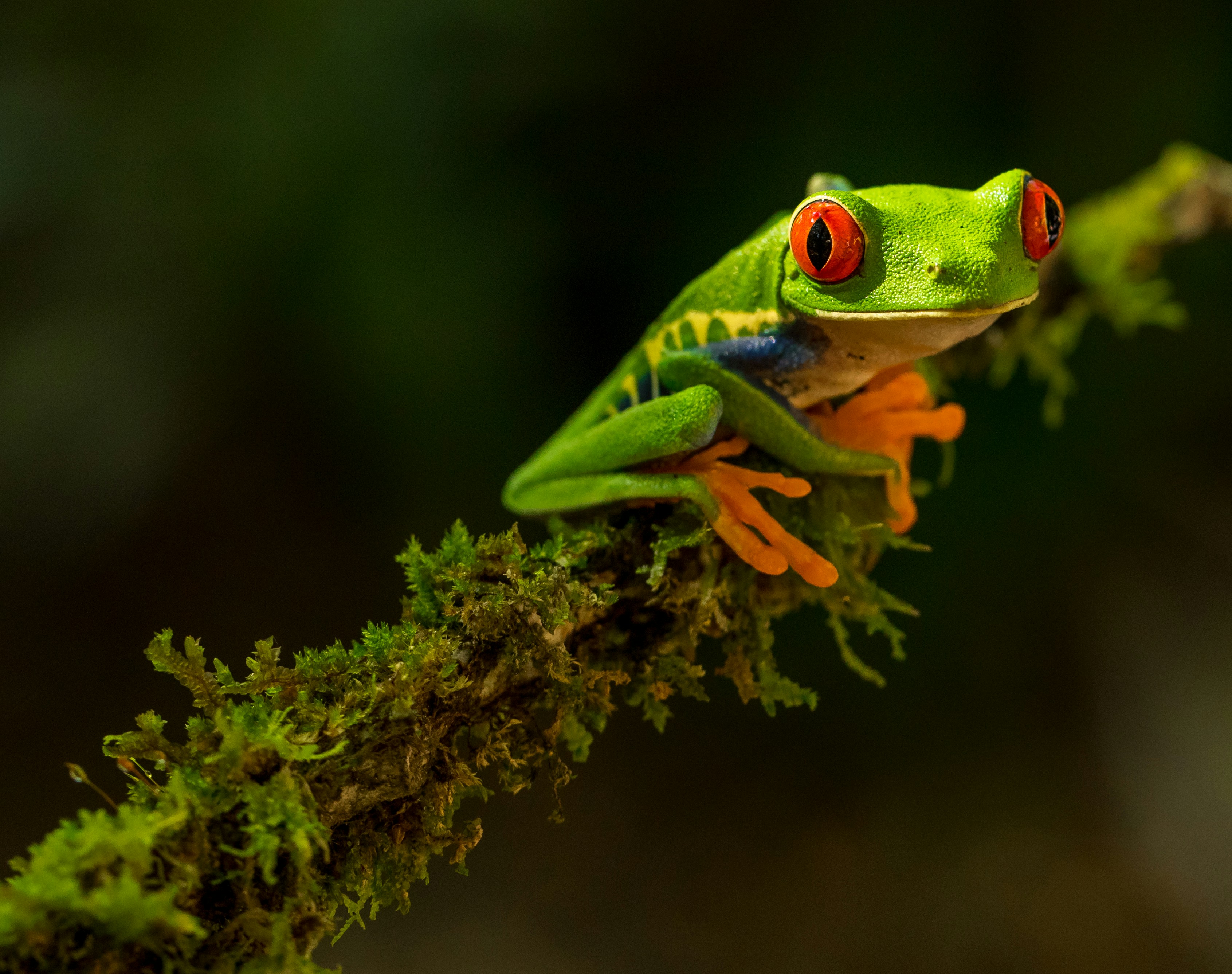 Red-eyed tree frog on a mossy branch