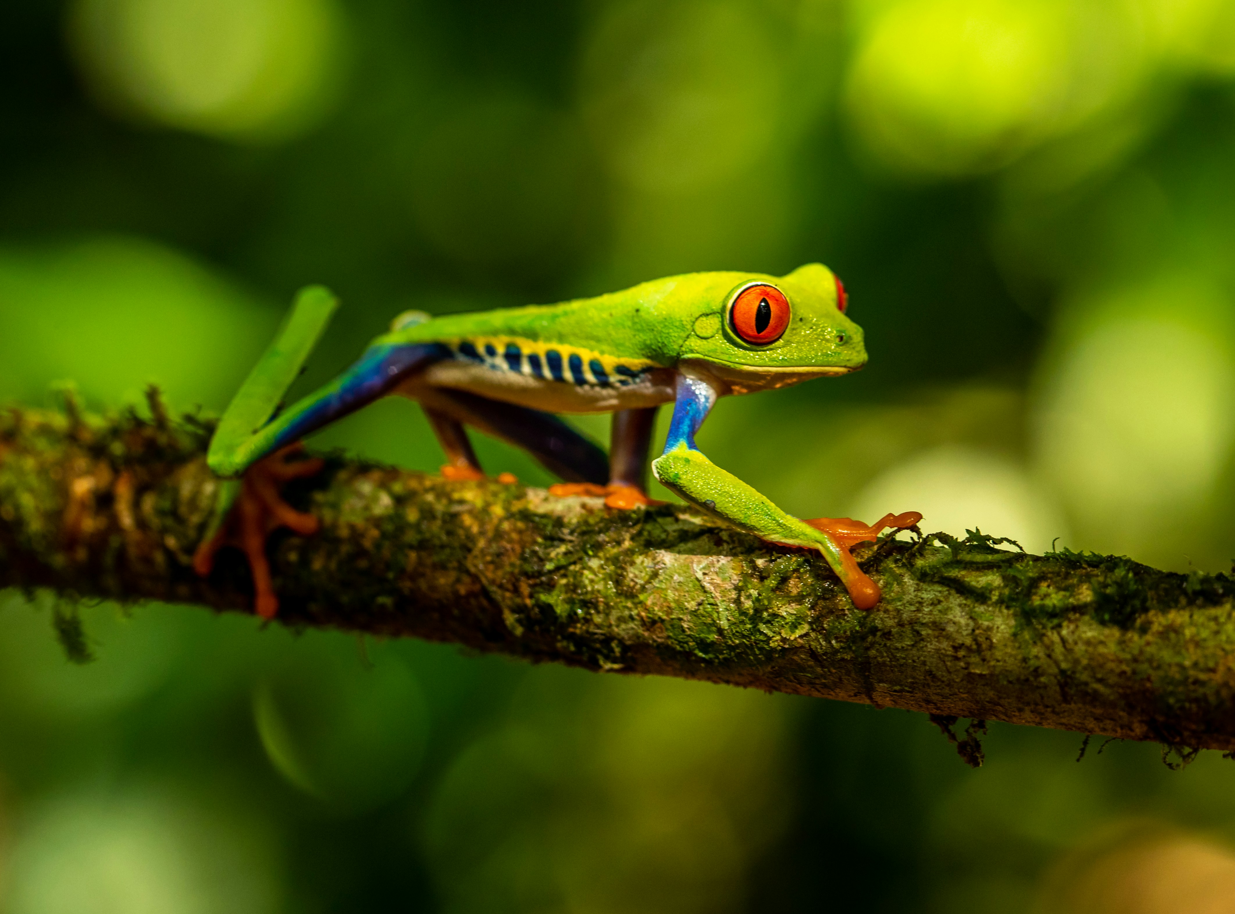 Red-eyed tree frog walking along a mossy branch in the rainforest