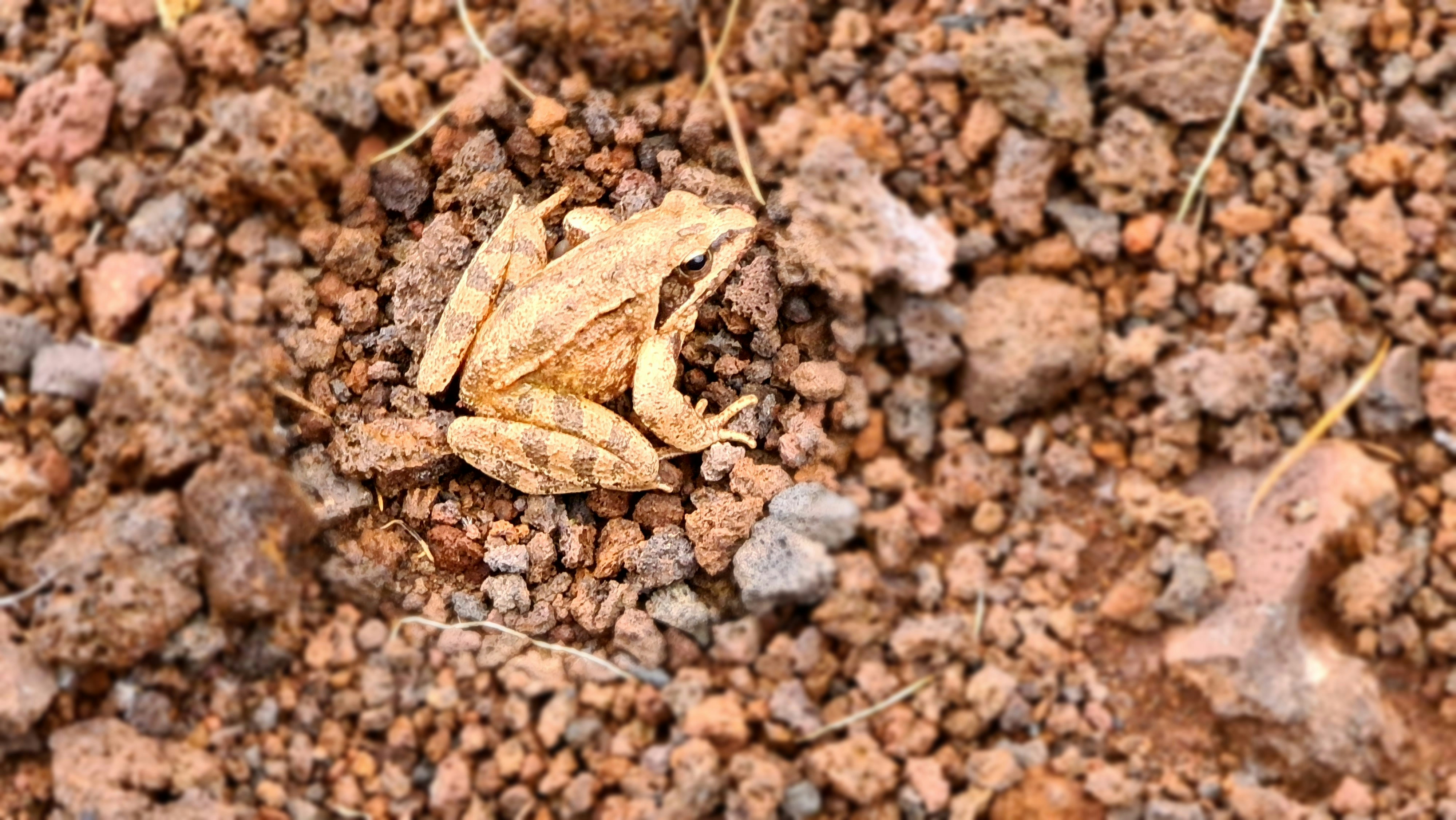 Small brown frog resting on soil and pebbles