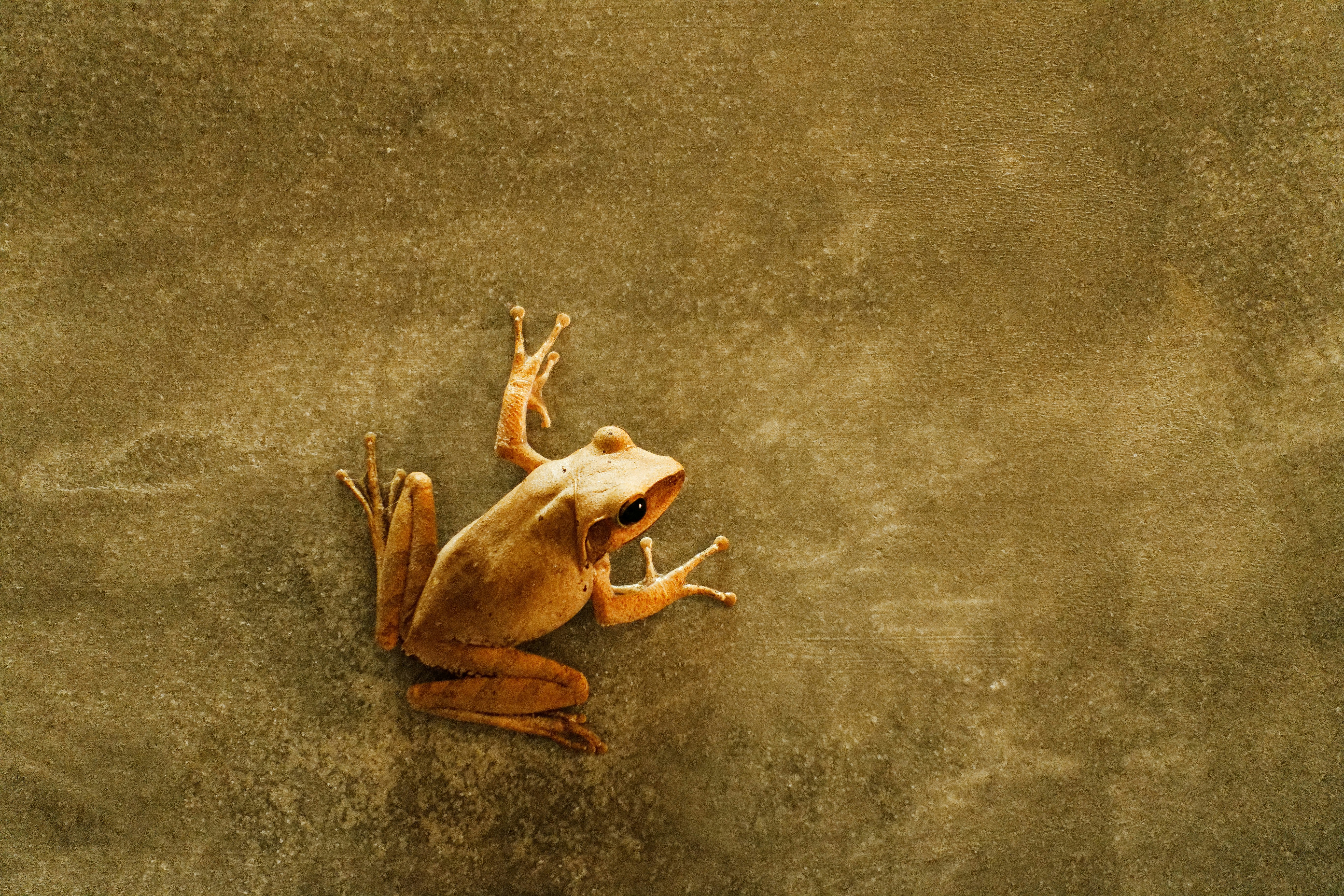 Golden tree frog clinging to a concrete wall