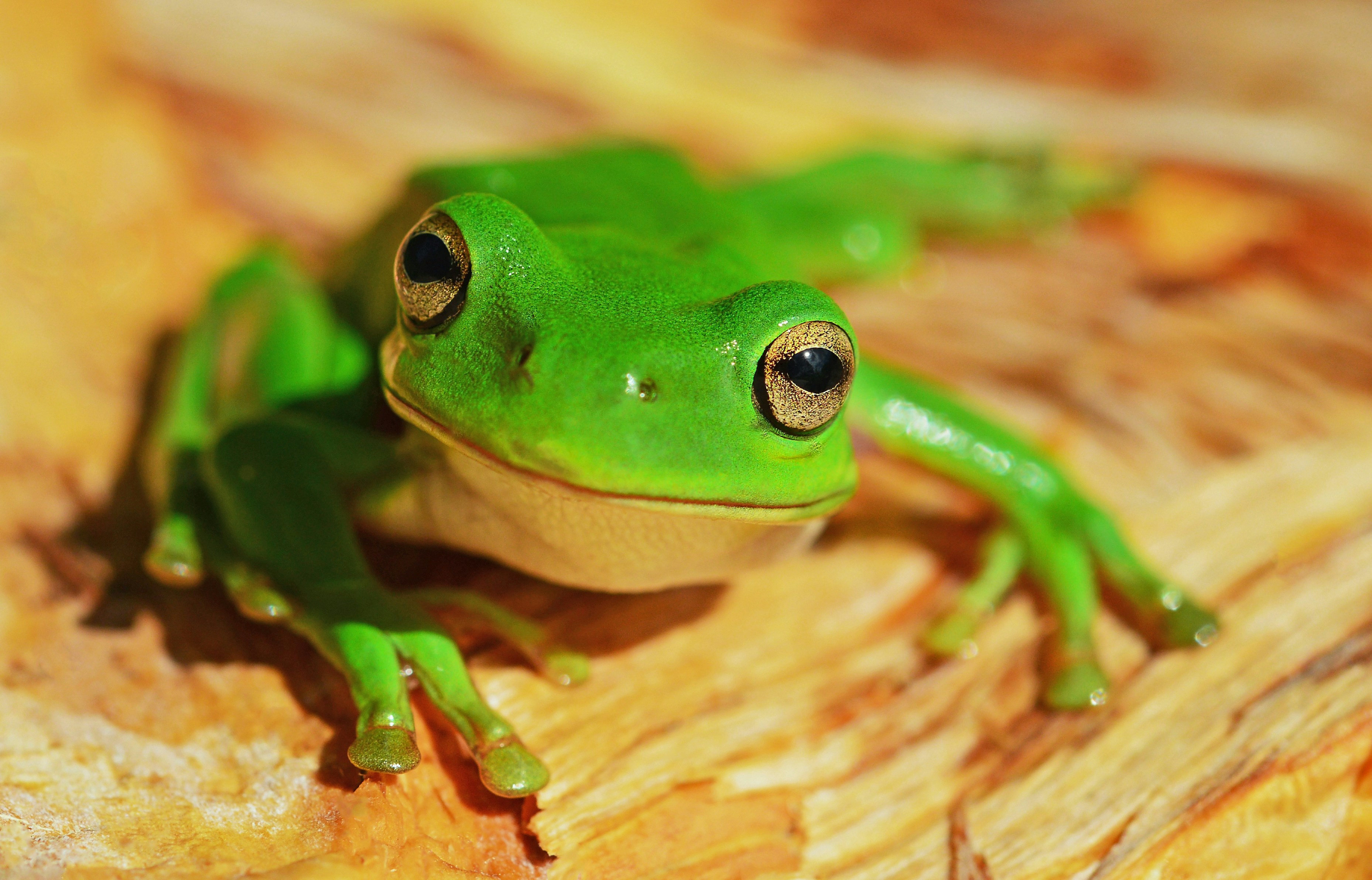 Bright green tree frog with golden eyes resting on wood