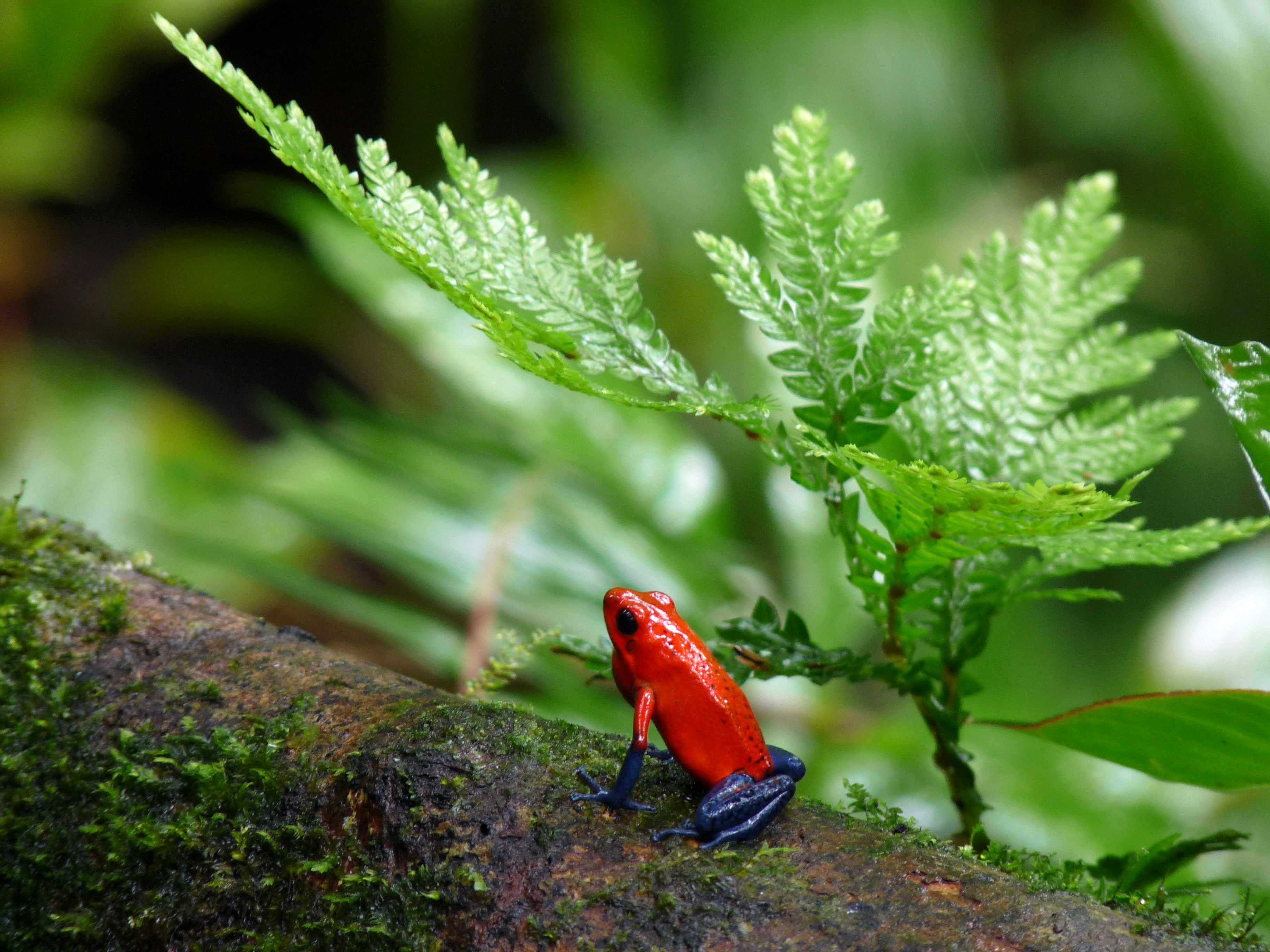 Tiny red and blue strawberry poison dart frog on mossy rock in jungle