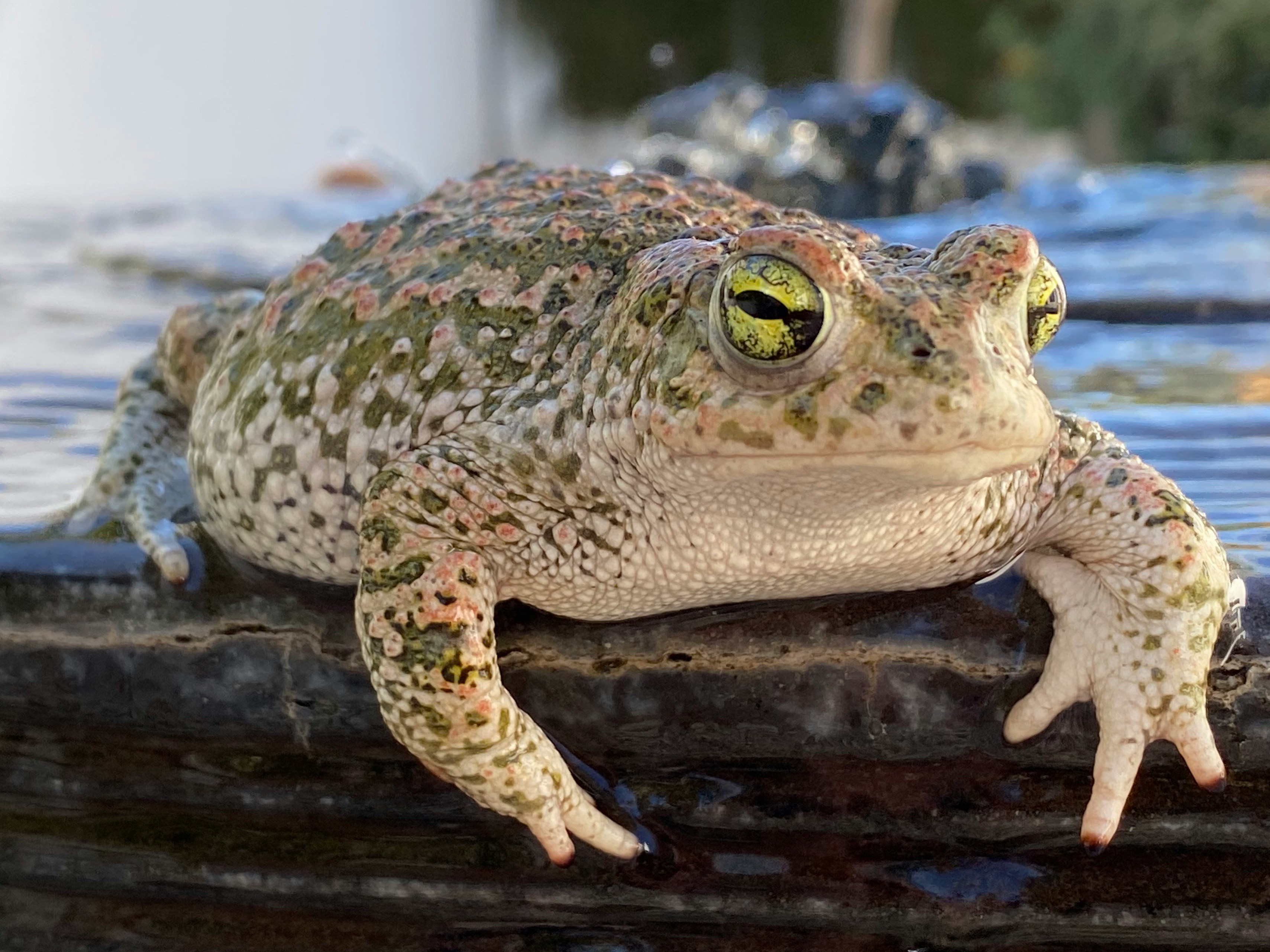 Natterjack toad with green mottled skin resting near water