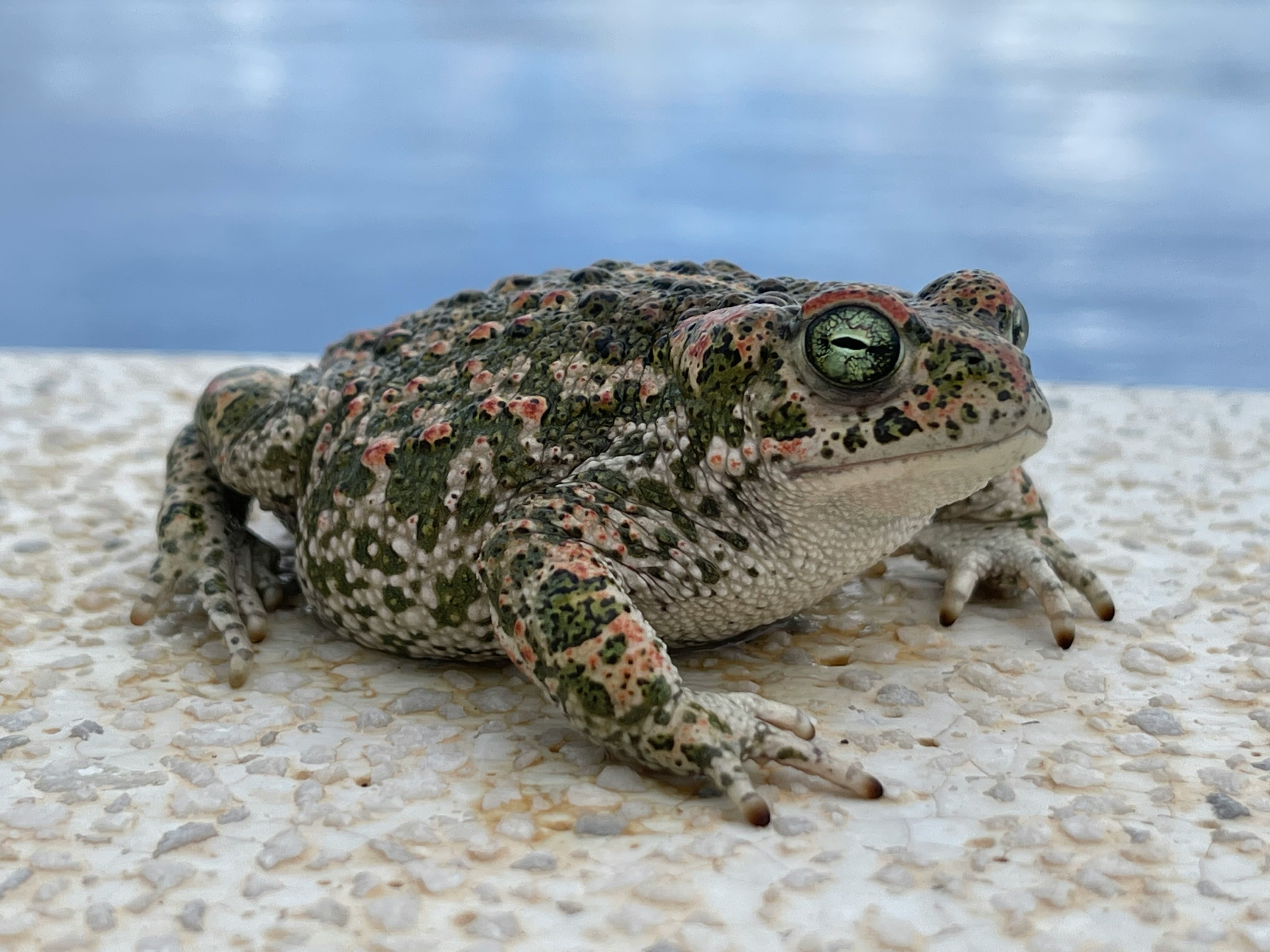 Natterjack toad on a white surface against a cloudy sky