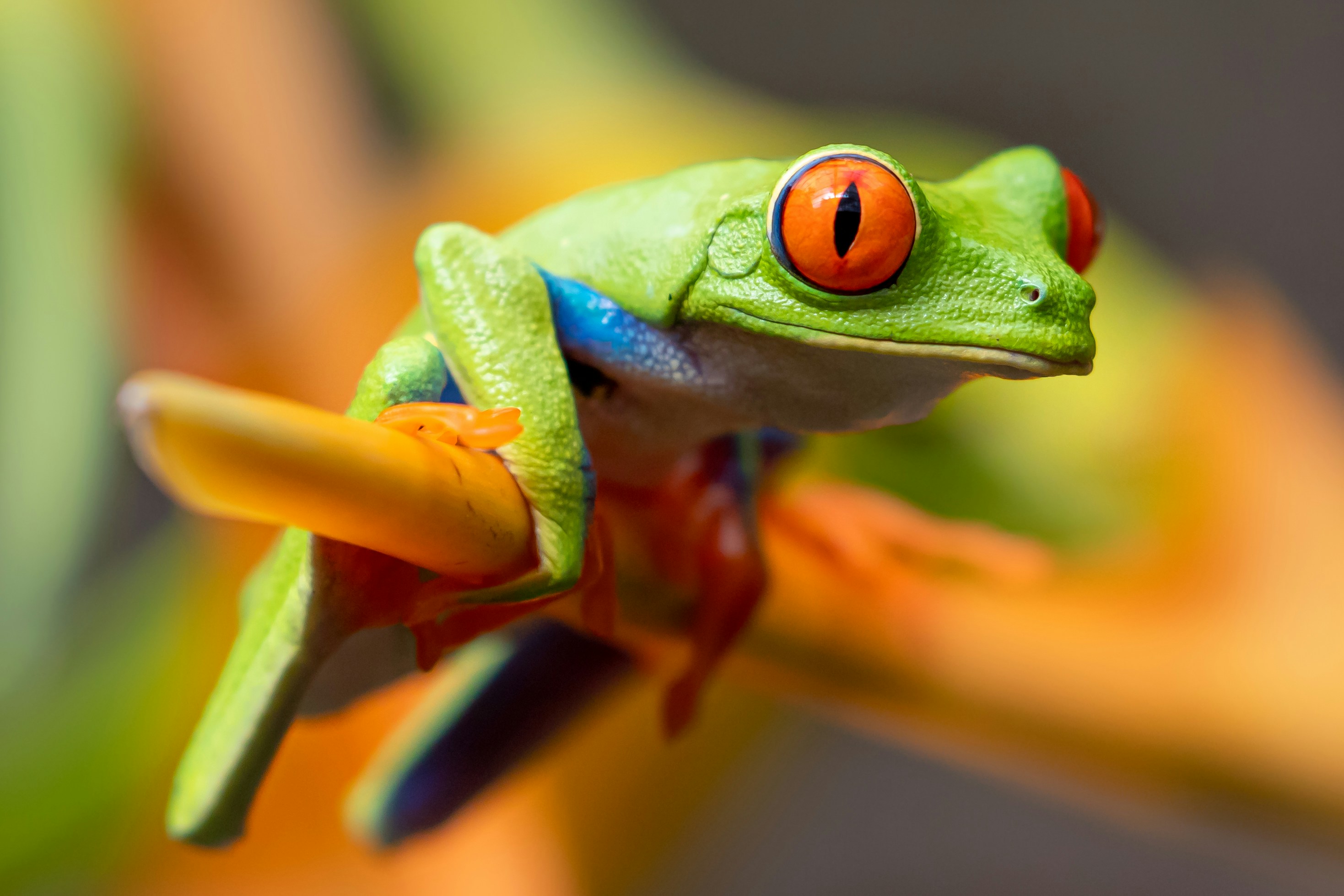 Red-eyed tree frog perched on a tropical flower stem
