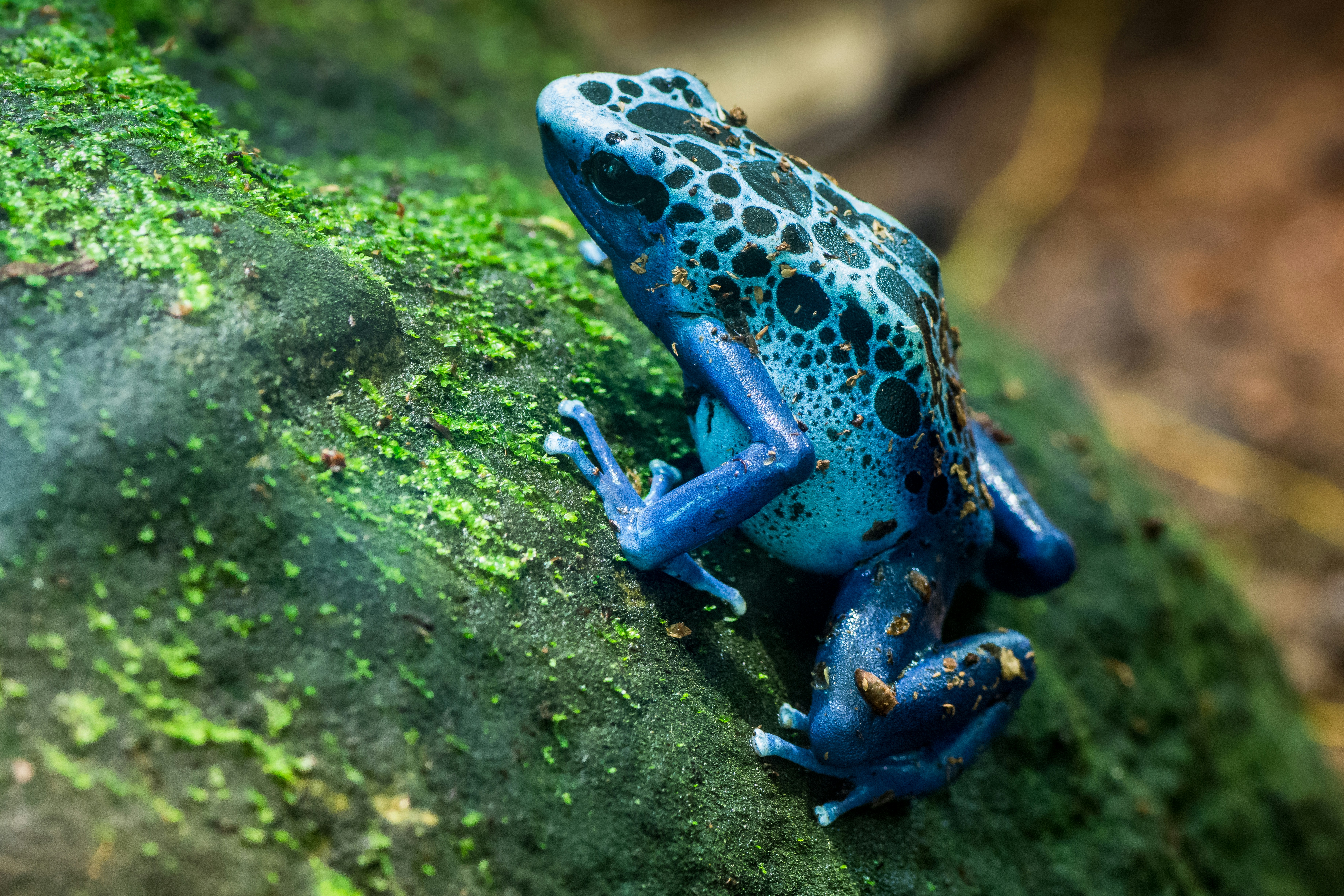 Blue poison dart frog with black spots climbing a mossy stone
